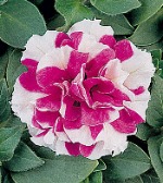 Петуния дабл Дуо Микс